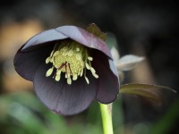 Helleborus x hybridus Schwarzrot