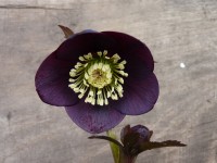 Helleborus x hybridus 'Barnhaven hybrids' - Single Slate Strain