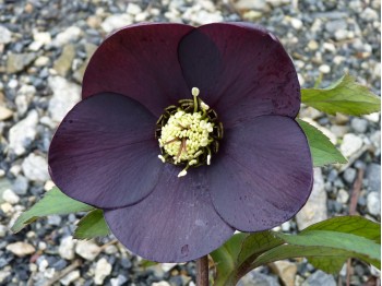 Helleborus x hybridus 'Barnhaven hybrids' - Single Slate Strain