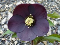 Helleborus x hybridus 'Barnhaven hybrids' - Single Slate Strain