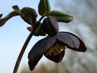 Helleborus x hybridus 'Barnhaven hybrids' - Single Slate Strain