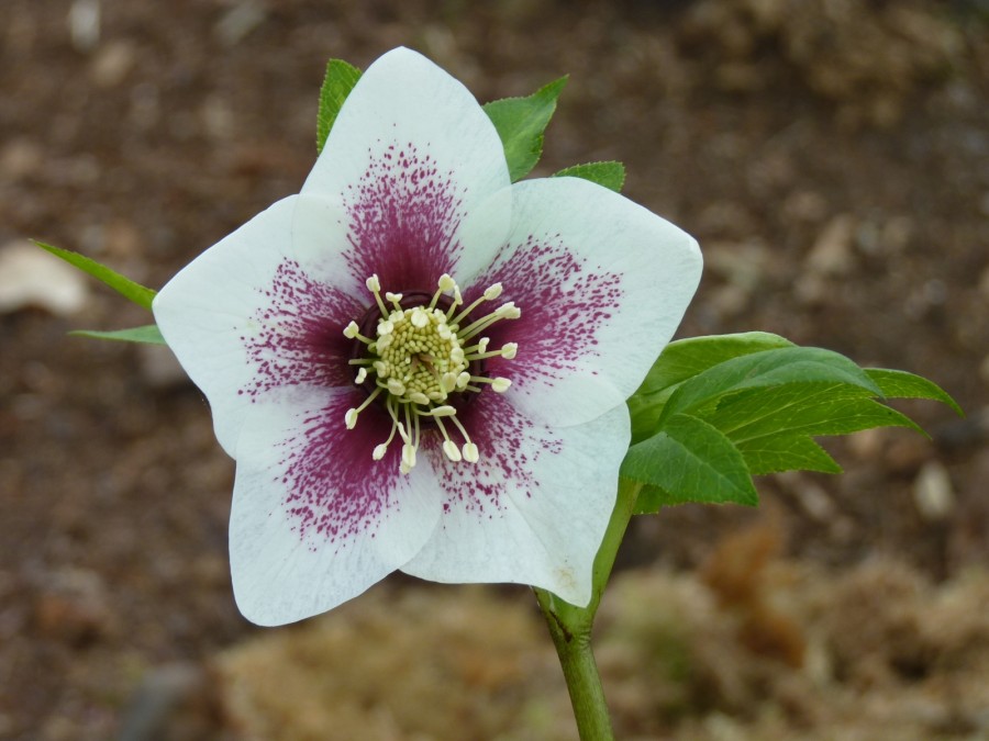 Helleborus x hybridus 'Barnhaven hybrids' - Single White Spotted Strain