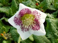 Hellebore orientale blanche avec tâches roses