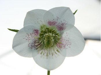 White hellebore with pink spots