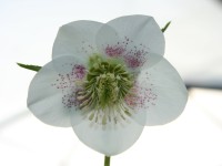 Helleborus x hybridus 'Barnhaven hybrids' - Single White Spotted Strain