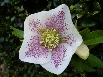 White lenten rose with pink dots