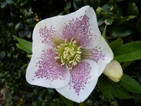 White lenten rose with pink dots