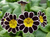 SILVER LACED POLYANTHUS