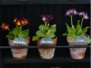 Alpine auricula kit