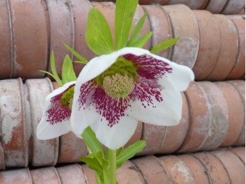 Helleborus x hybridus 'Barnhaven hybrids' - Single White Spotted Strain