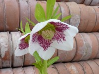 Helleborus Orientalis-Hybriden -Weiss gepunktet