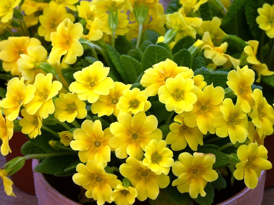 Primula BARNHAVEN GOLD