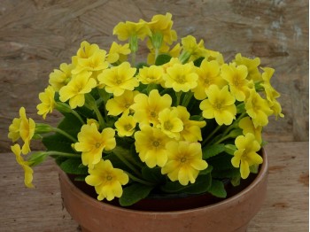 Primula BARNHAVEN GOLD