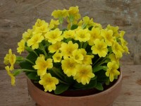 Primula BARNHAVEN GOLD