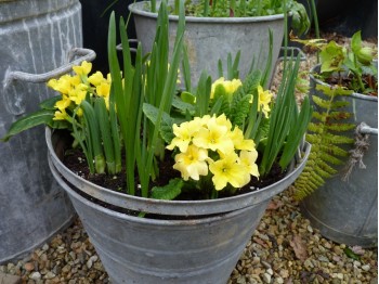 Primula BARNHAVEN GOLD