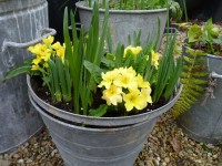 Primula BARNHAVEN GOLD