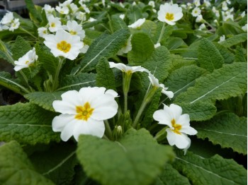 Primula acaulis 'Harbinger'