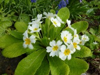 Primula vulgaris 'Harbinger'