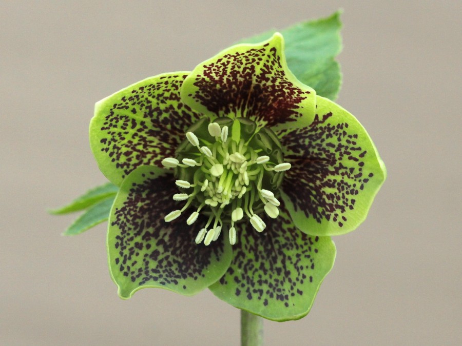 Helleborus x hybridus 'Barnhaven hybrids' - vert guttatus simple