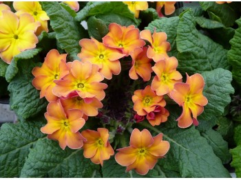 Primula 'Butterscotch'