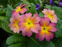 Primula acaulis 'Butterscotch'