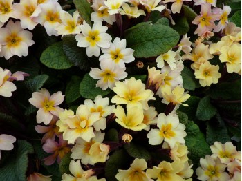 Primula acaulis 'Osiered Amber'