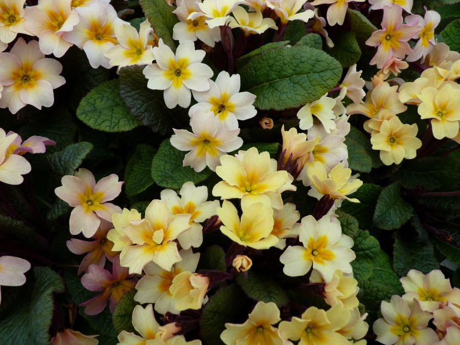 Primula acaulis 'Osiered Amber'