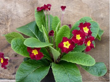 Primula acaulis 'Tartan Reds'