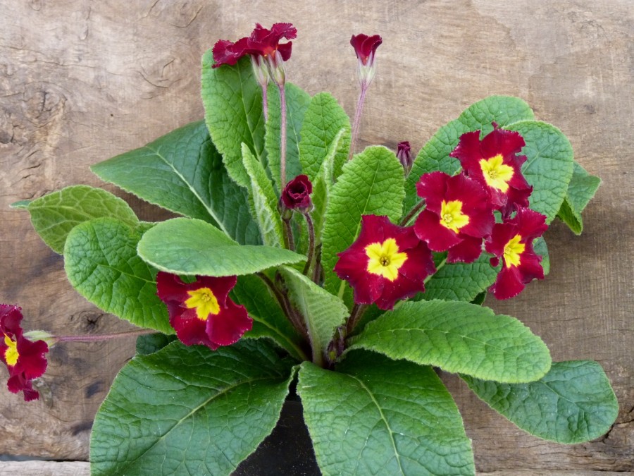 Primula 'Tartan Reds