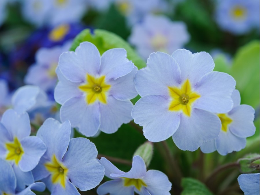 Primula acaulis 'Barnhaven Blues'