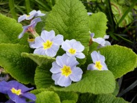 Primevère acaule 'Barnhaven Blues'