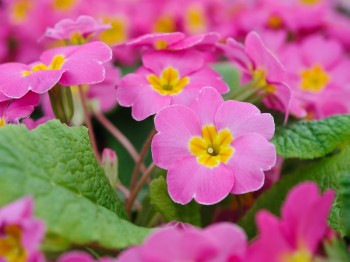 Primevère de jardin 'Candy Pinks'