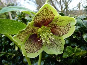 Helleborus x hybridus 'Barnhaven hybrids' - Single Green Spotted Strain