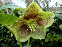 Helleborus x hybridus ungefüllten Blüten Grün gepunktet