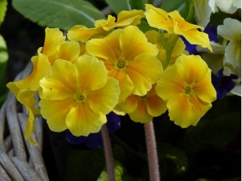 Primula polyanthus 'Harvest Yellows"