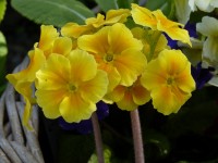 Primula polyanthus 'Harvest Yellows"