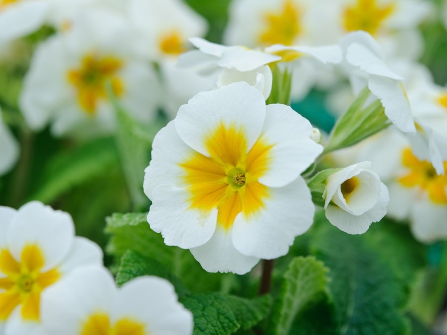 Primula WINTER WHITE