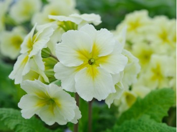 Primula polyanthus 'Chartreuse'