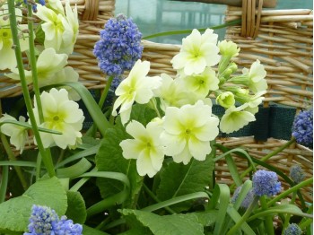 Primula polyanthus 'Chartreuse'