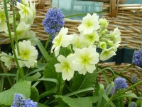 Primula polyanthus 'Chartreuse'