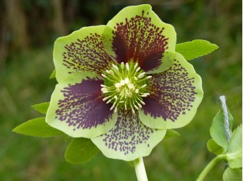 Helleborus x hybridus 'Barnhaven hybrids' - Single Green Spotted Strain