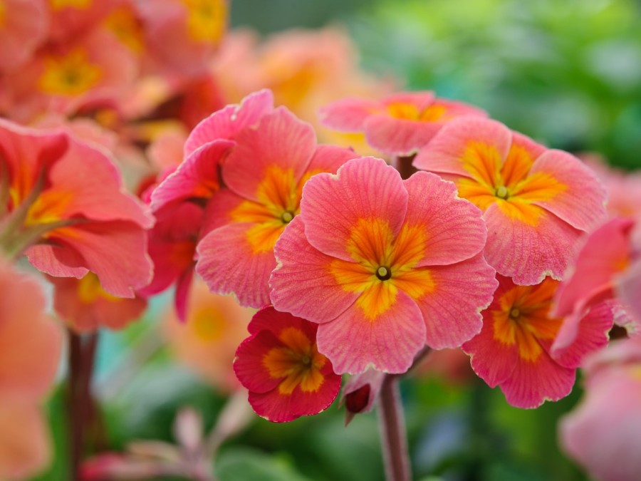 Primula elatior x 'Desert Sunset'