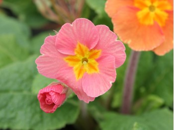 Primula polyanthus 'Desert Sunset'