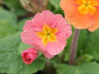 Primula polyanthus 'Desert Sunset'