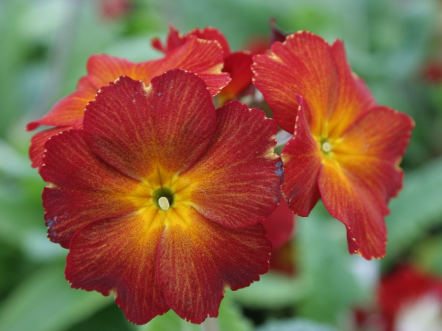 Primula x polyantha 'Grand Canyon'