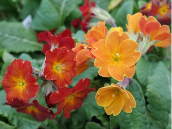 Primula 'Grand Canyon'