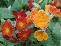 Primula 'Grand Canyon'