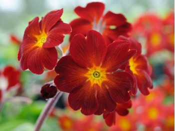 Primula polyanthus 'Grand Canyon'