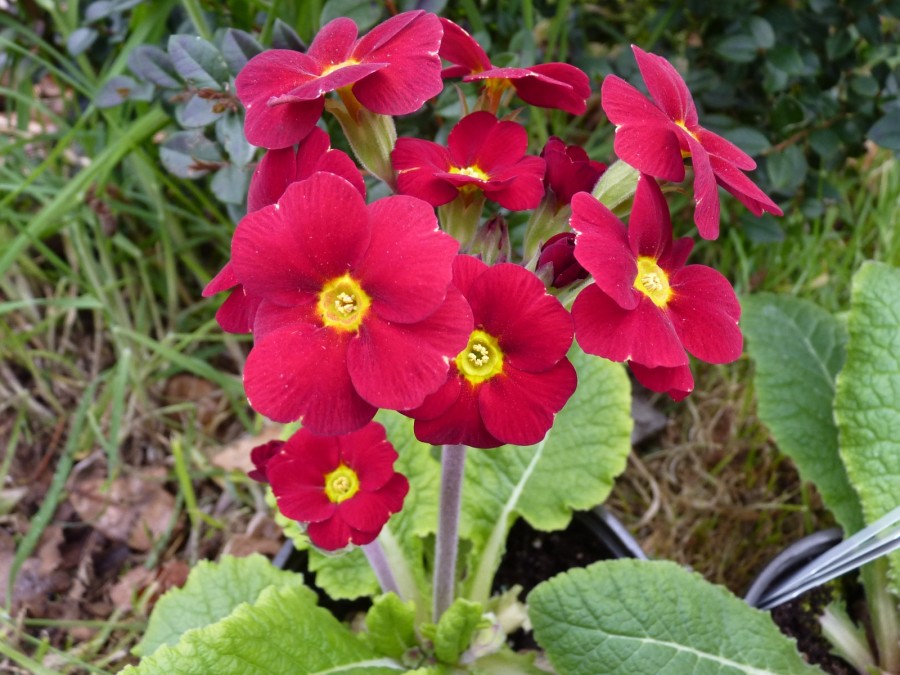 Primula 'INDIAN REDS'