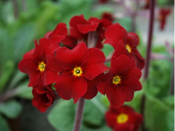 Primula 'INDIAN REDS'